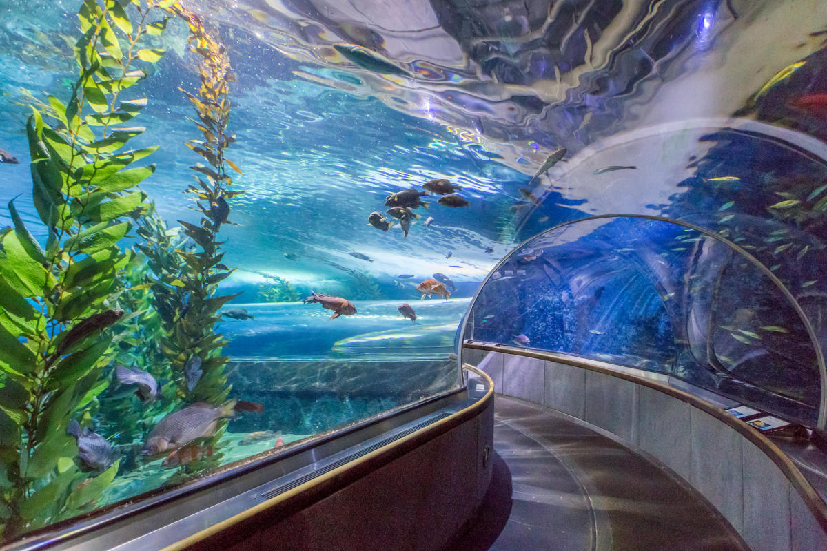 Aquarium of the Bay
